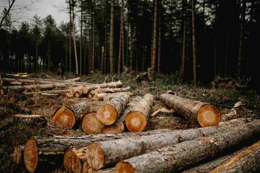 森林破壊